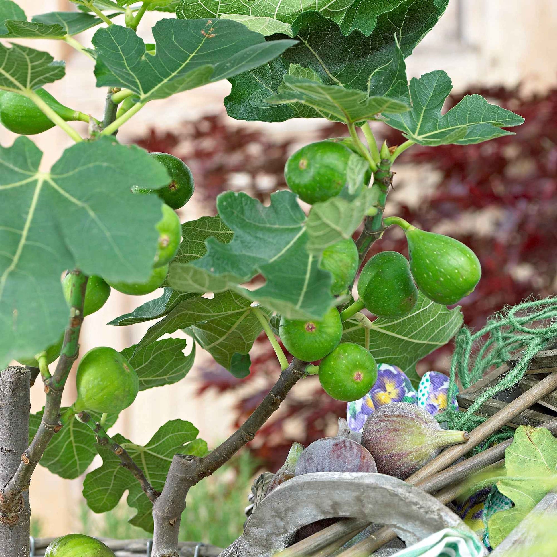 Zomerfruit - Mix moerbei + vijg + kiwi (x3) - Morus nigra 'mulle', ficus gustissimo 'perretta', actinidia delciosio - Tuinplanten