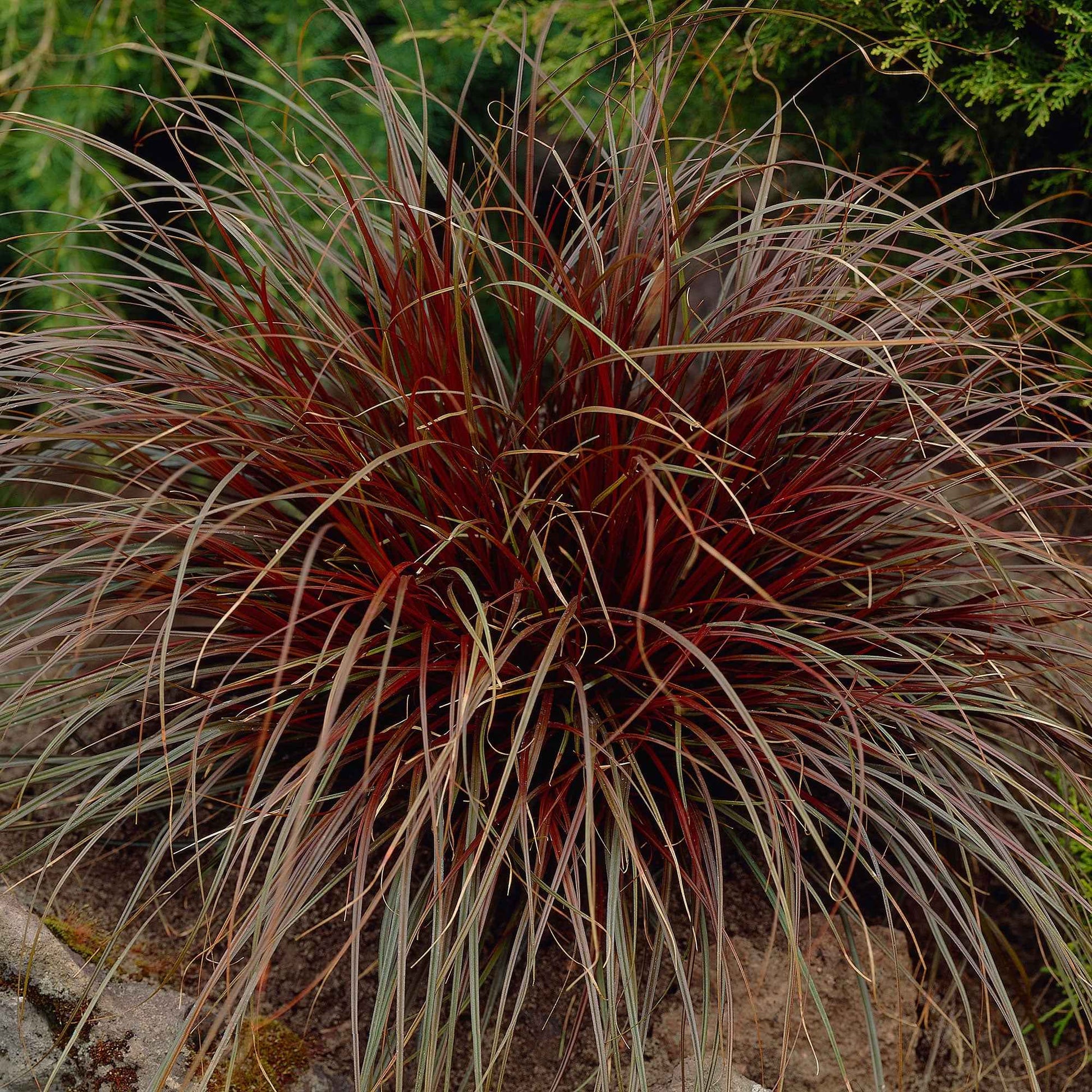 Mahoniegras 'Rubra' - Uncinia rubra - Tuinplanten