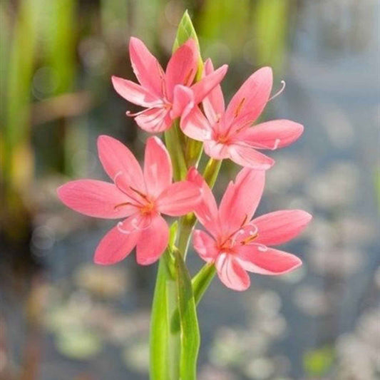 Moerasgladiool 'Mrs Hegarty' - Bakker