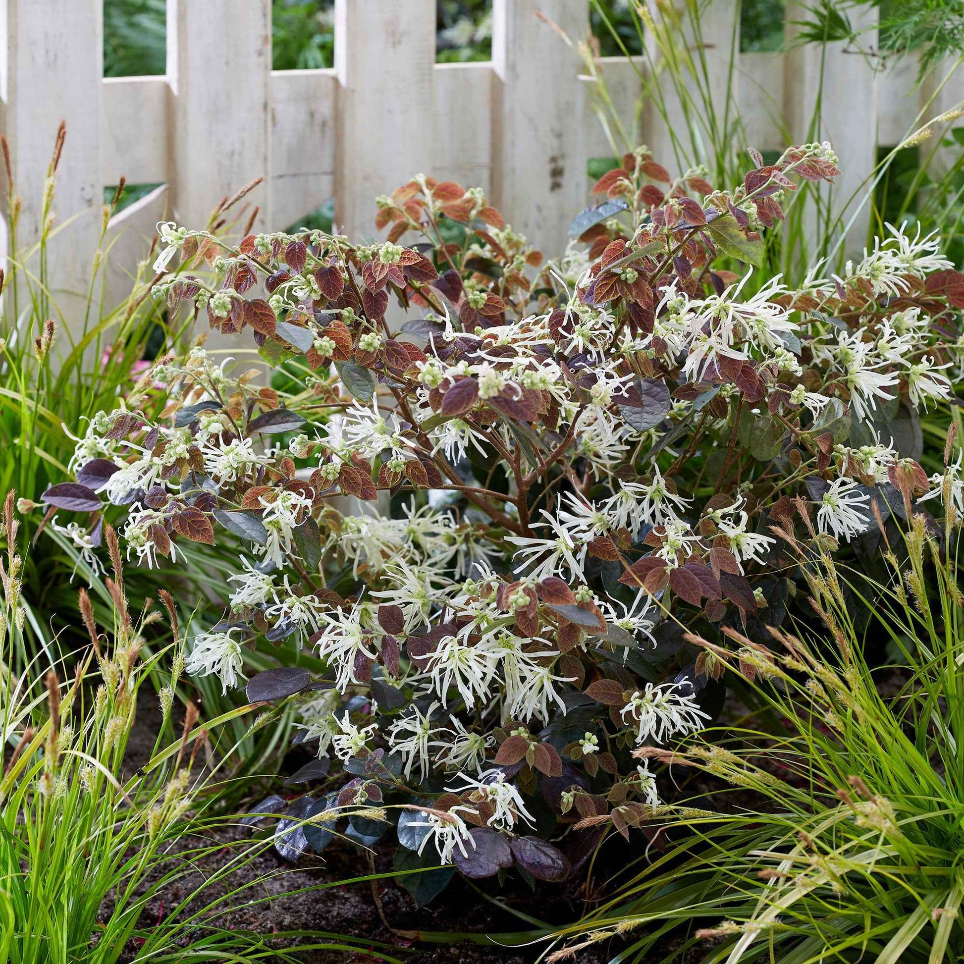 Heksenstruik 'Ruby Snow' - Loropetalum chinense 'iwai' ruby snow - Tuinplanten