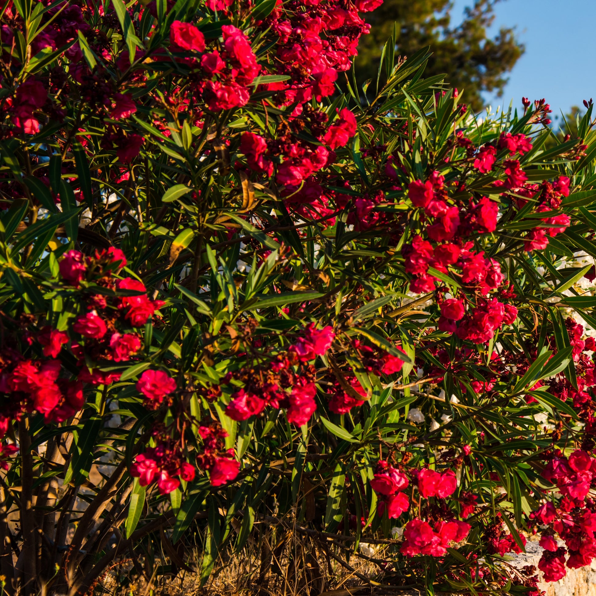 Roze Laurier - Oleander red - Nerium oleander