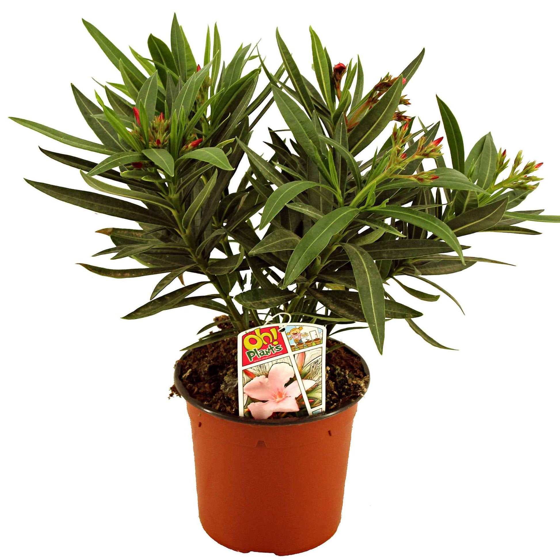 Oleander - Nerium oleander - Nerium Roze Laurier