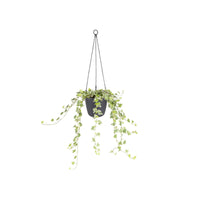 Hanging basket Elho brussels antraciet - Materiaal pot