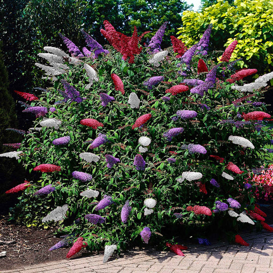 Vlinderstruik 'Tricolor' - Bakker