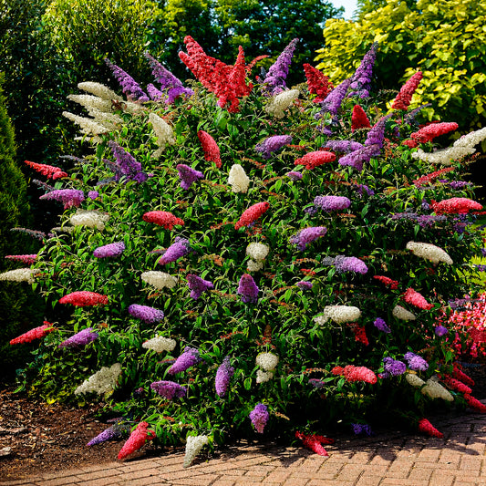 Vlinderstruik 'Tricolor' - Bakker
