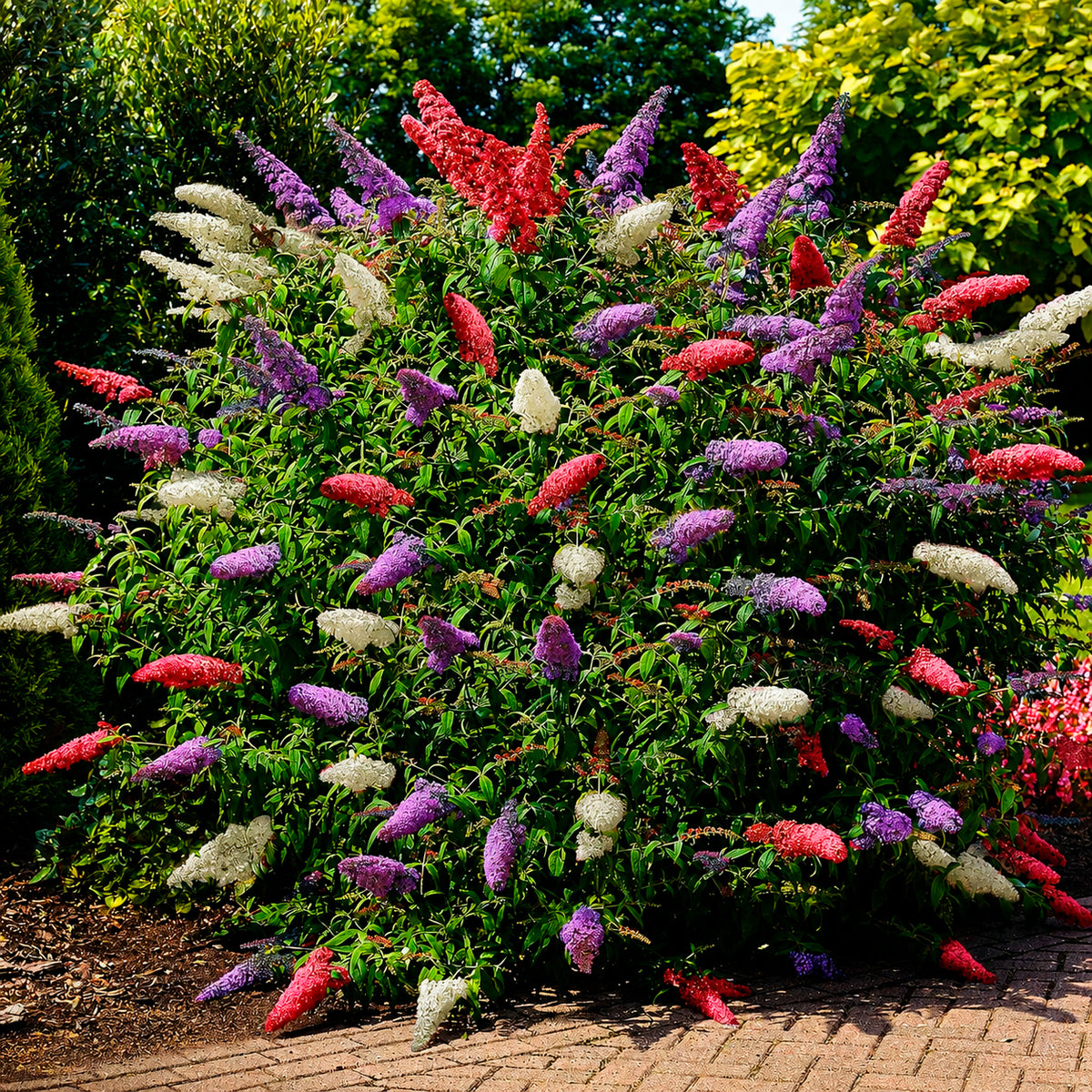 Vlinderstruik 'Tricolor' - Bakker