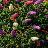 Vlinderstruik 'Tricolor' - Buddleja davidii empire blue, pinkdelight, white - Bakker