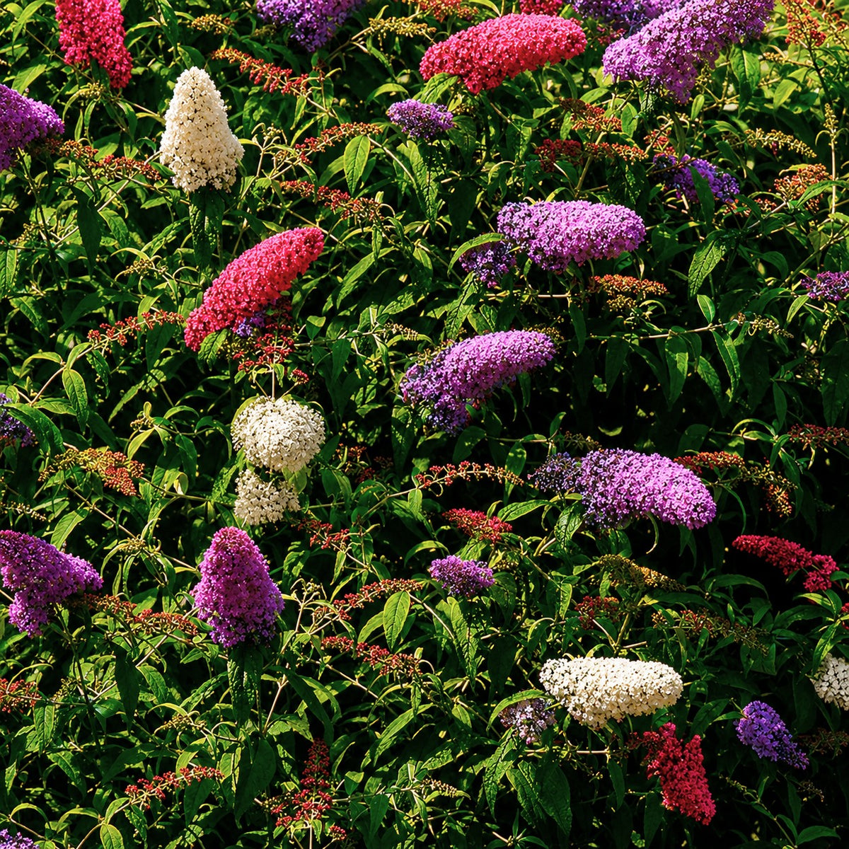 Vlinderstruik 'Tricolor' - Buddleja davidii empire blue, pinkdelight, white - Bakker