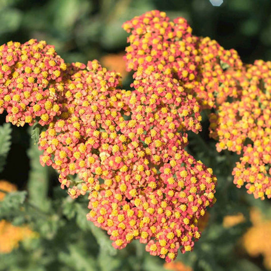 Duizendblad 'Walther Funcke' (x3) - Achillea hybride walter funcke - Tuinplanten