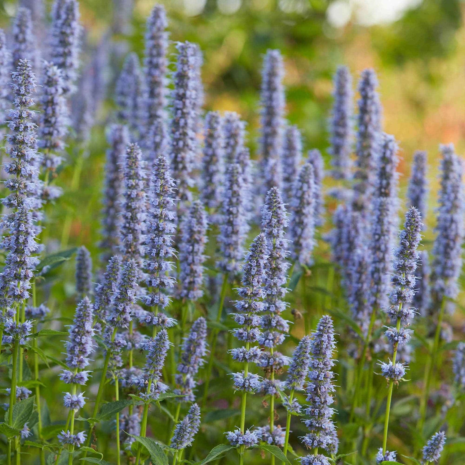 Agastache