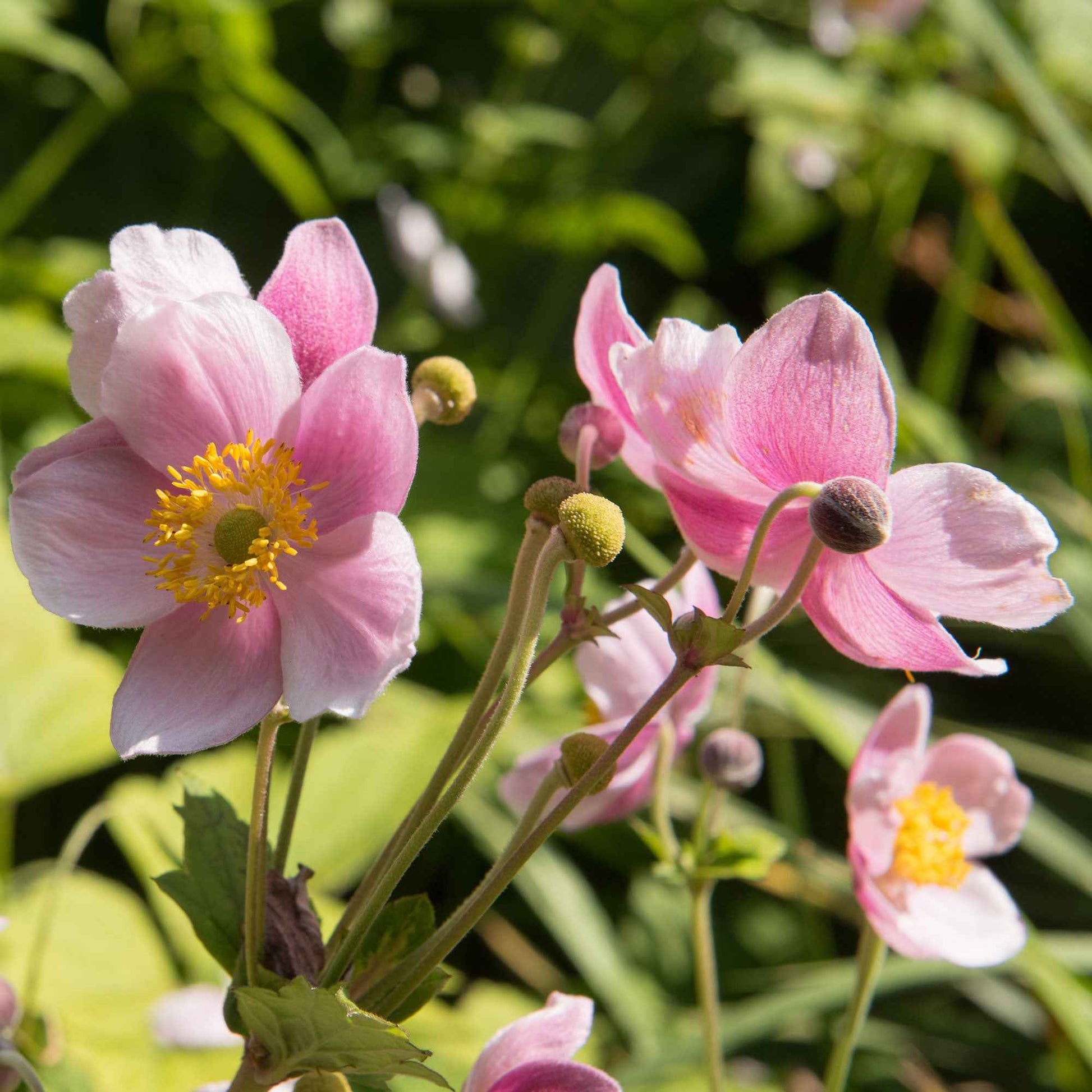 Herfstanemoon 'September Charm' - Anemone hupehensis 'september charm' - Tuinplanten