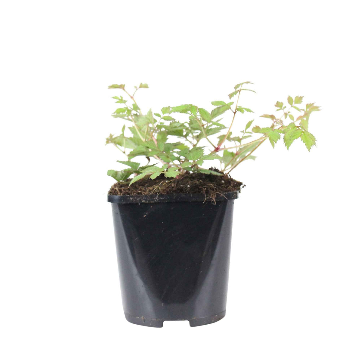Vaste planten - Pluimspirea 'Pumila' - Astilbe chinensis Pumila