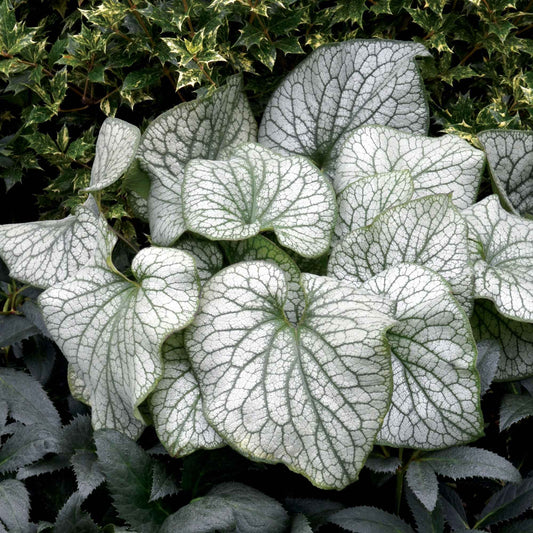 Kaukasische vergeet-mij-nietje 'Alexanders Great' - Bakker