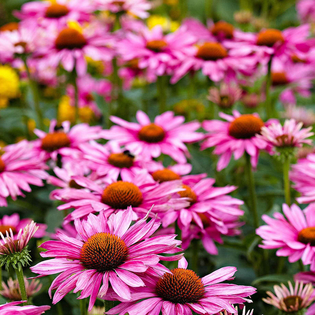 Rode zonnehoed - Echinacea purpurea - Bakker