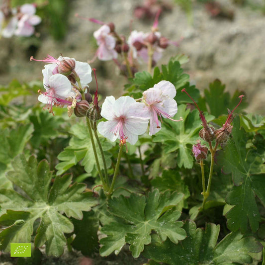 Geranium 'Biokovo' - Bakker