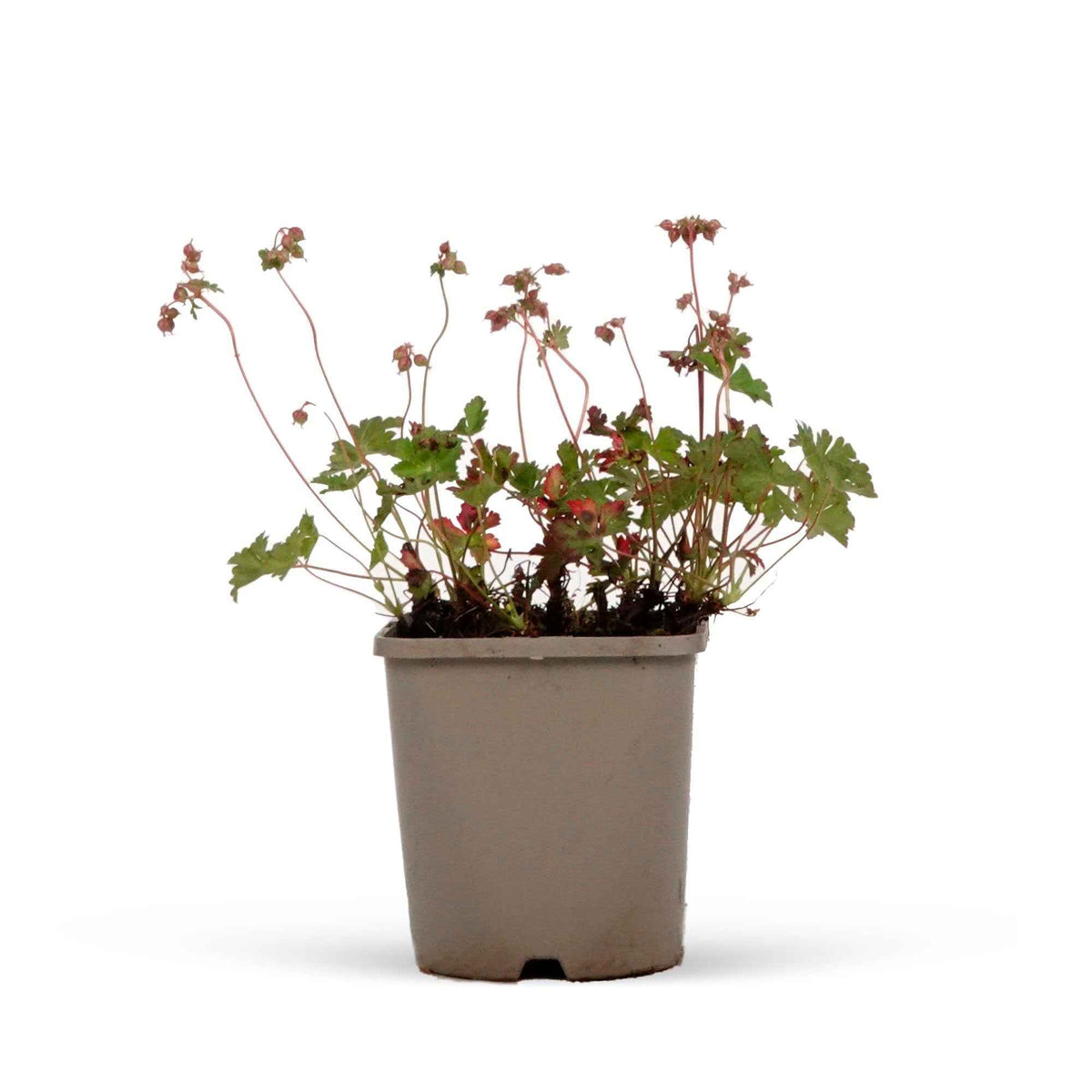 Verkoop Geranium 'Biokovo'