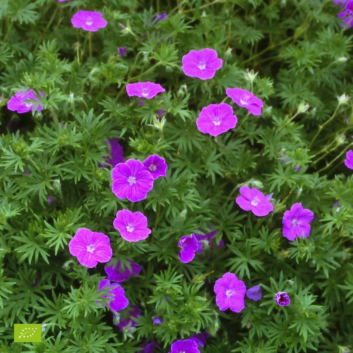 Winterharde geranium Mix 'Katharine Adèle' + hymalayense (x9) - Geraniums - Bakker