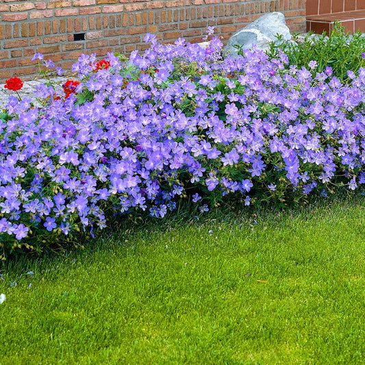 Geranium 'Johnson's Blue' - Bakker