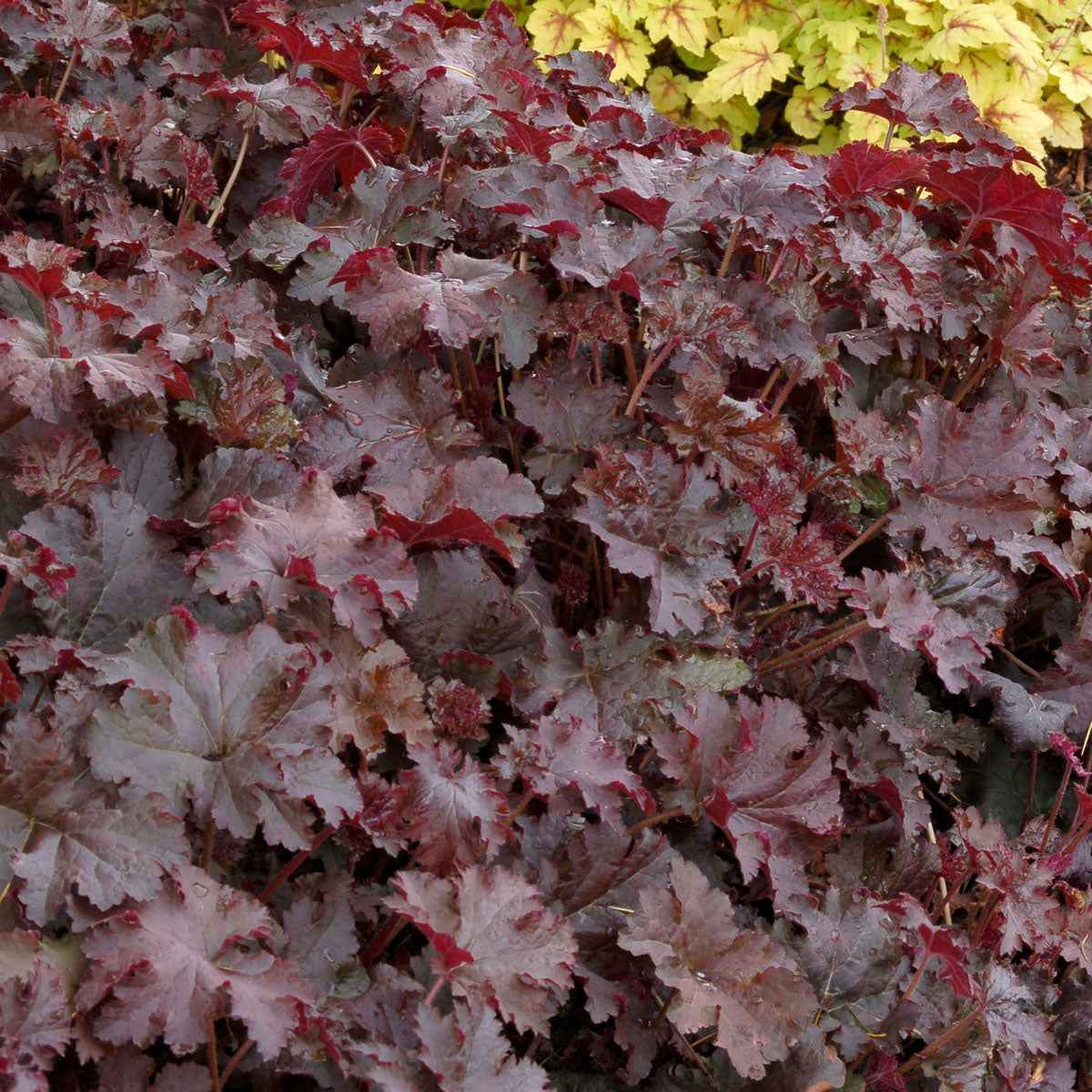 Purperklokje 'Chocolate Ruffles' - Heuchera chocolate ruffles - Tuinplanten