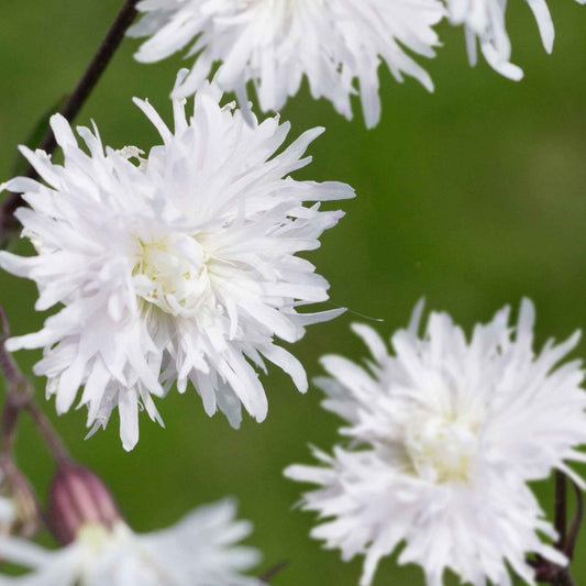 Echte koekoeksbloem 'Petit Henri' - Bakker
