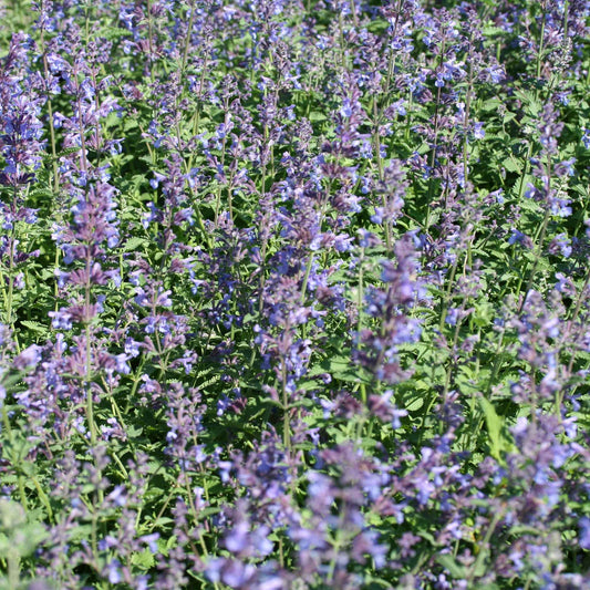 Kattenkruid 'Walker's Low' (x3) - Nepeta walkers low - Tuinplanten