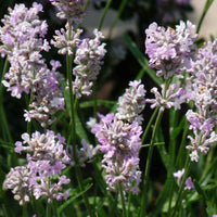 Lavendel 'Rosea' - Lavandula angustifolia rosea - Tuinplanten