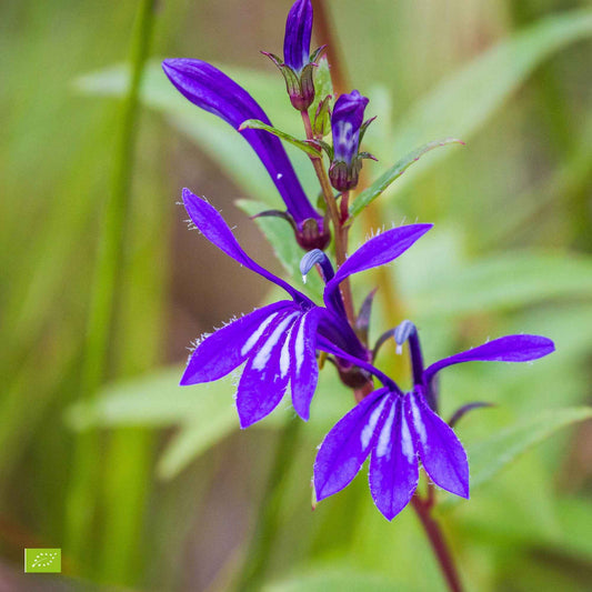 Waterlobelia - Bakker