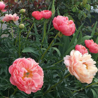 Pioenroos 'Coral Sunset' - Paeonia coral sunset