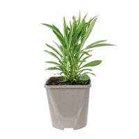 Scharnierplant 'Alba' - Physostegia virginiana 'alba' - Heesters en vaste planten