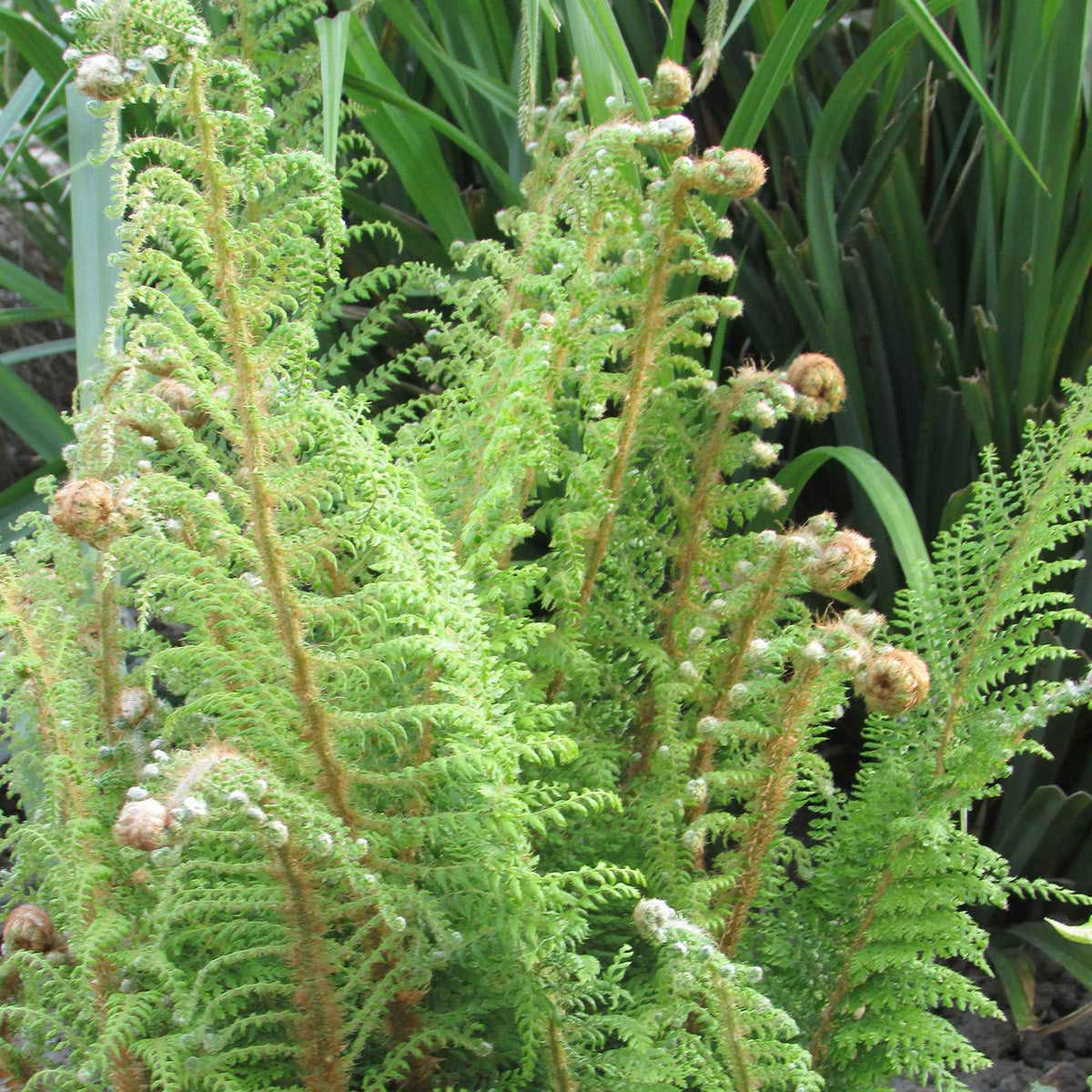 Zachte naaldvaren 'Herrenhausen' - Polystichum setiferum Herrenhausen - Bakker