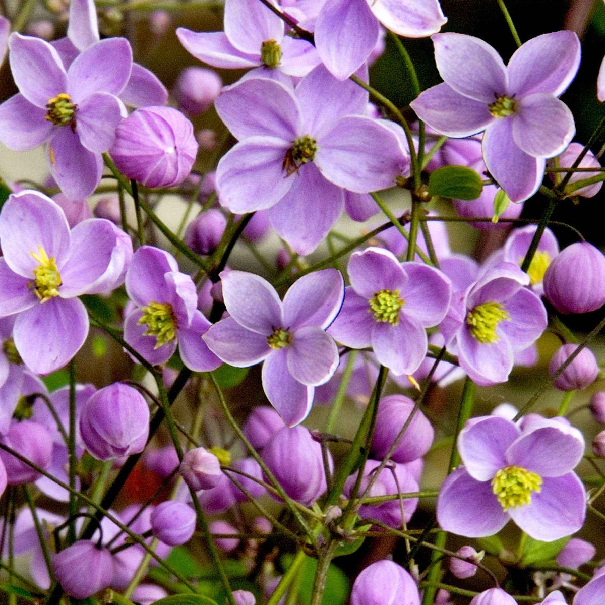 Thalictrum delavayi - Chinese ruit - Vaste planten