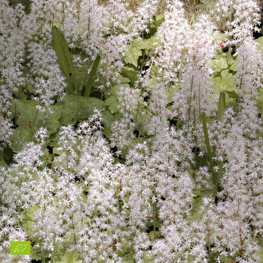 Schuimbloem Tiarella 'Pink Skyrocket' - Tiarella pink skyrocket - Tuinplanten