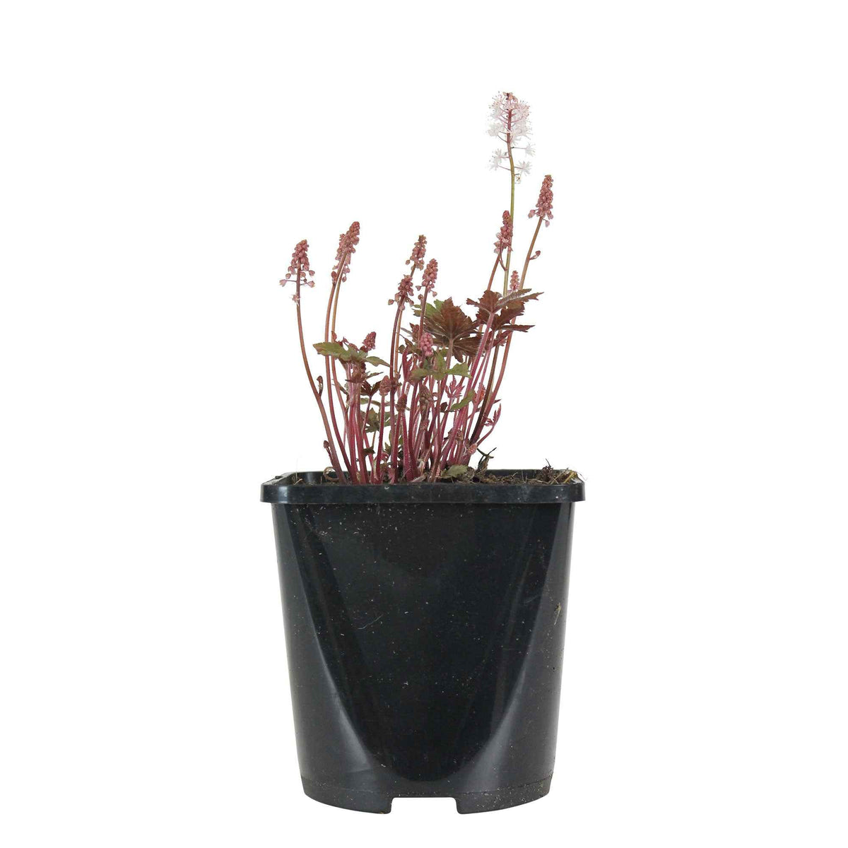 Tiarella Pink Skyrocket - Schuimbloem Tiarella 'Pink Skyrocket' - Vaste planten