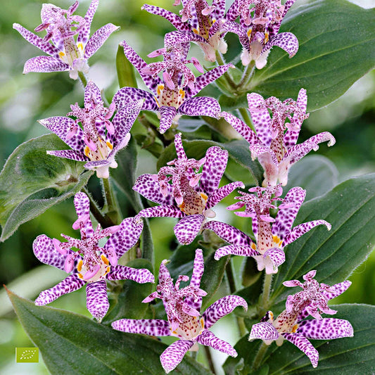 Armeluisorchidee - Tricyrtis hirta - Tuinplanten