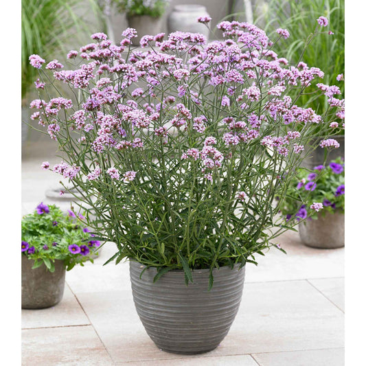 IJzerhard 'Lollipop' - Verbena bonariensis Lollipop - Tuinplanten