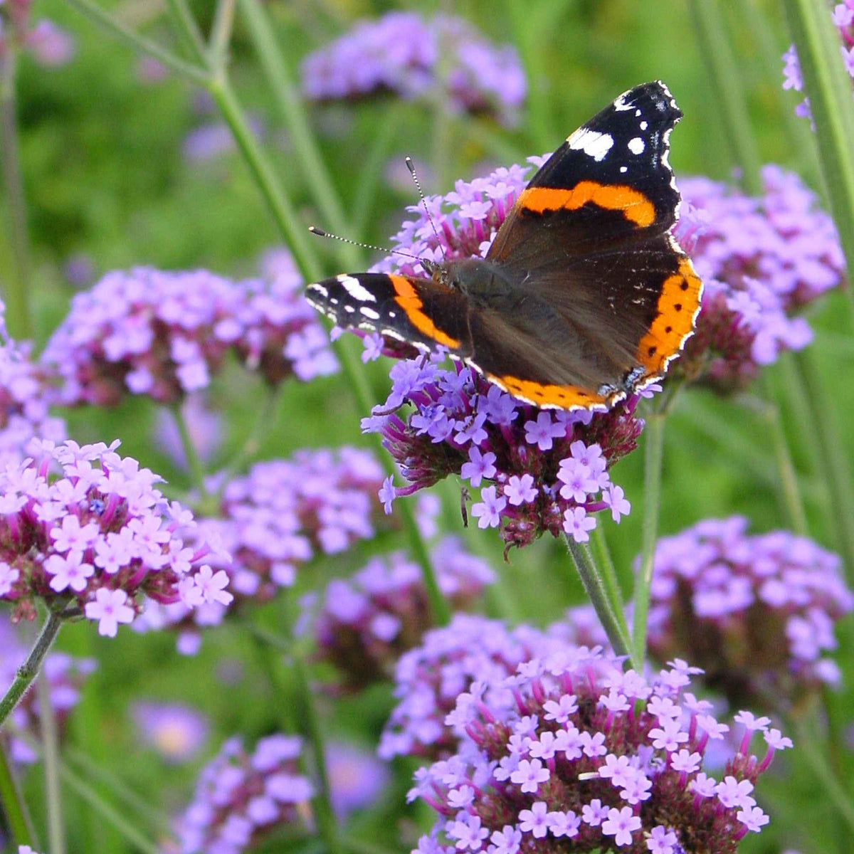 Buenos Aires IJzerhard - Verbena bonariensis - Bakker