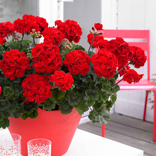 Geranium 'Toscana'® (x3) - Bakker