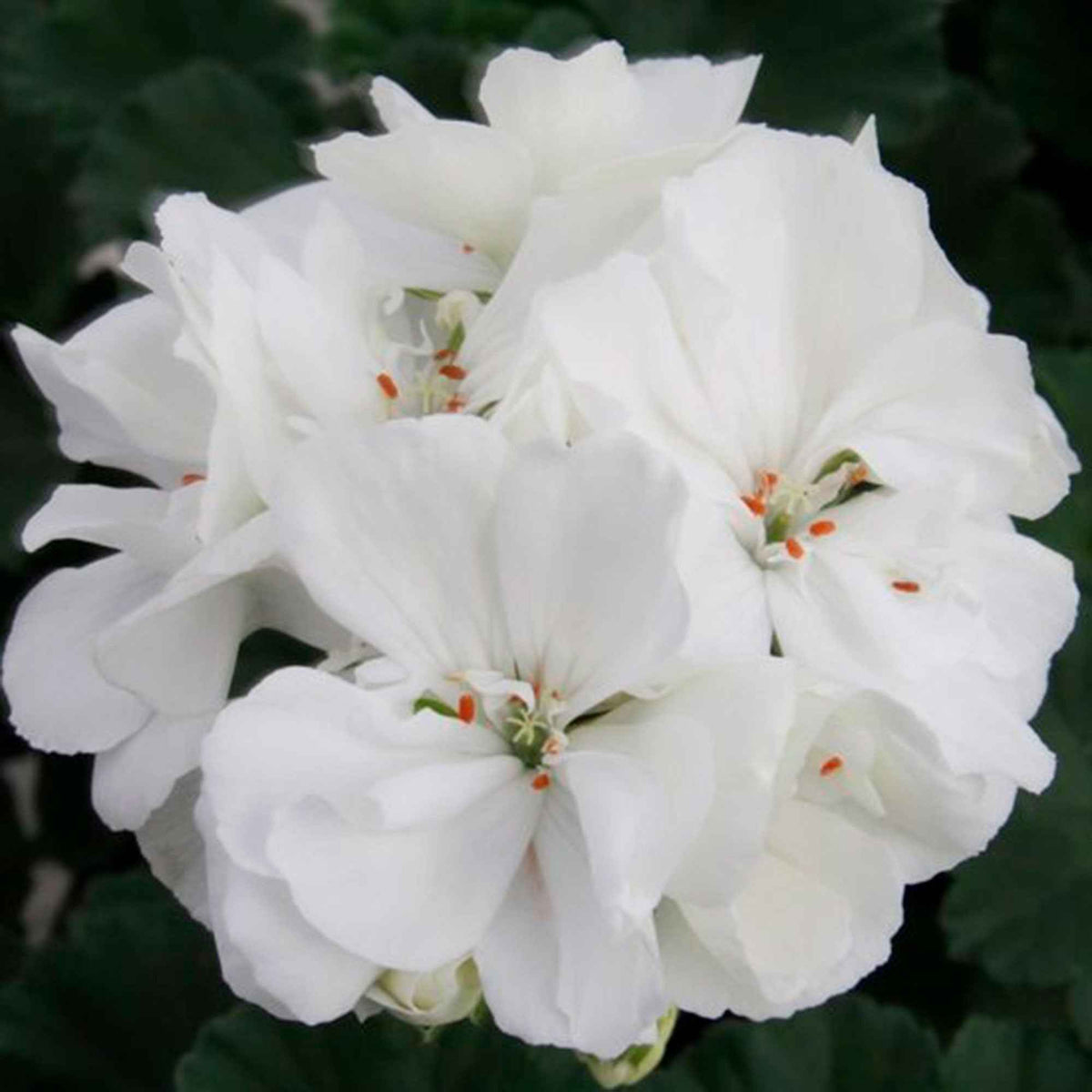 Pelargonium zonale - Geranium 'White' - Geranium - Pelargonium