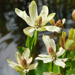 Californische Anemopsis - Bakker