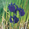 Japanse Iris - Iris kaempferi - Vijvers