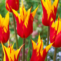 Tulp 'Fire Wings' (x10)