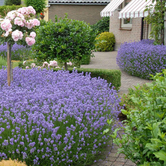 Lavendel 'Hidcote' - Lavandula angustifolia 'hidcote' - Tuinplanten