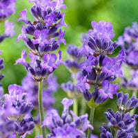 Lavendel 'Hidcote' - Lavandula angustifolia 'hidcote' - Plantsoort