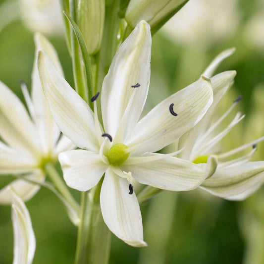 Witte prairielelie (x3) - Camassia 'leichtlinii' - Bloembollen