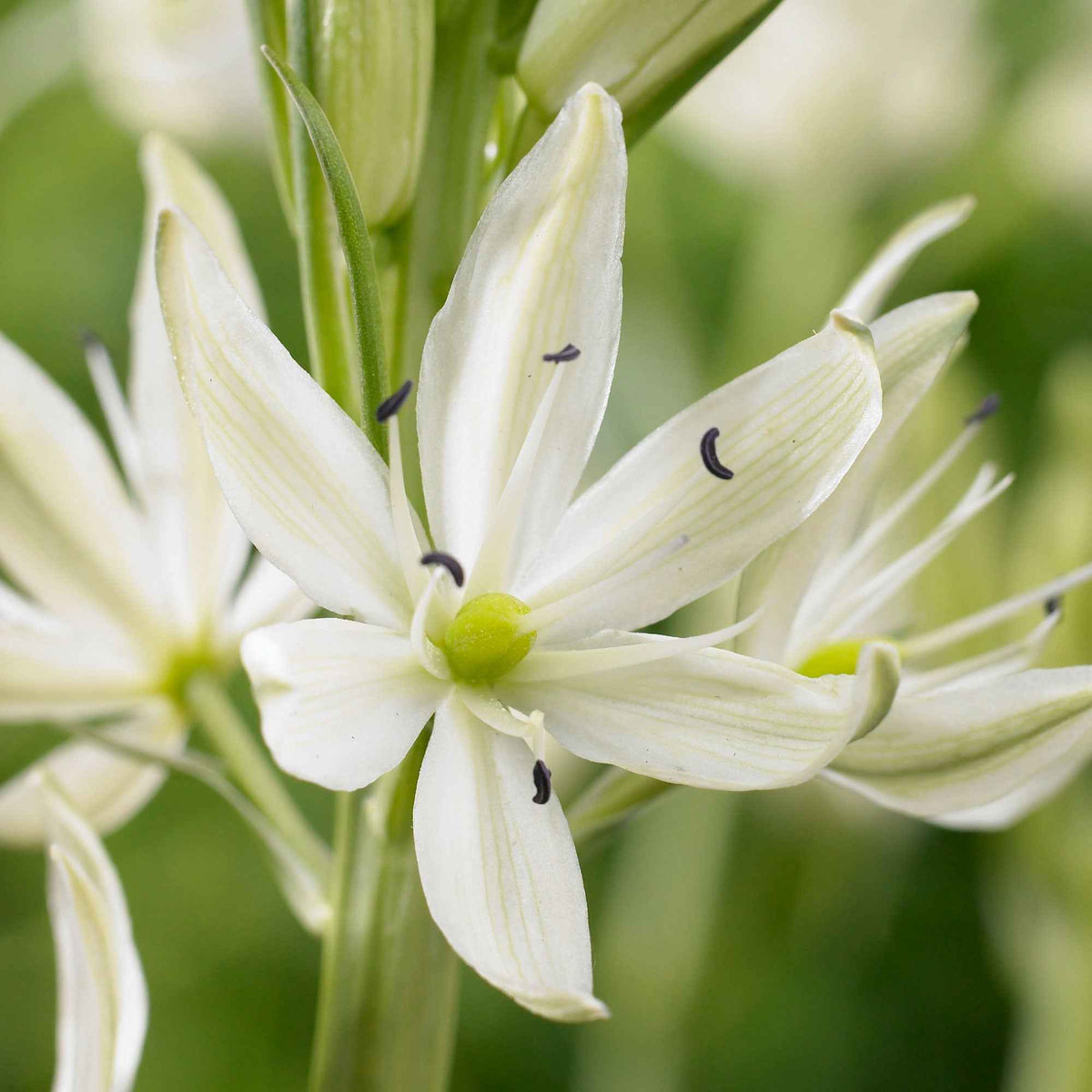 Witte prairielelie (x3) - Bakker