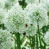 Sierui 'Mount Everest' (x2) - Allium stipitatum mount everest - Bloembollen