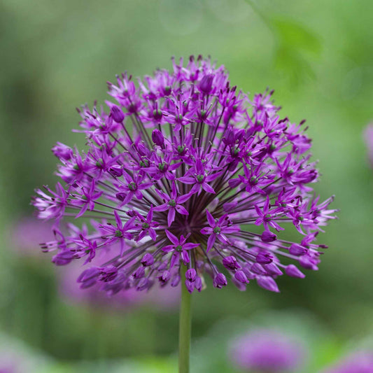 Sierui 'Purple Sensation' (x10) - Allium aflatunense purple sensation - Bloembollen