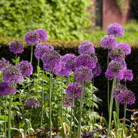 Sierui 'Purple Sensation' (x10) - Allium aflatunense purple sensation - Voorjaarsbloeiers