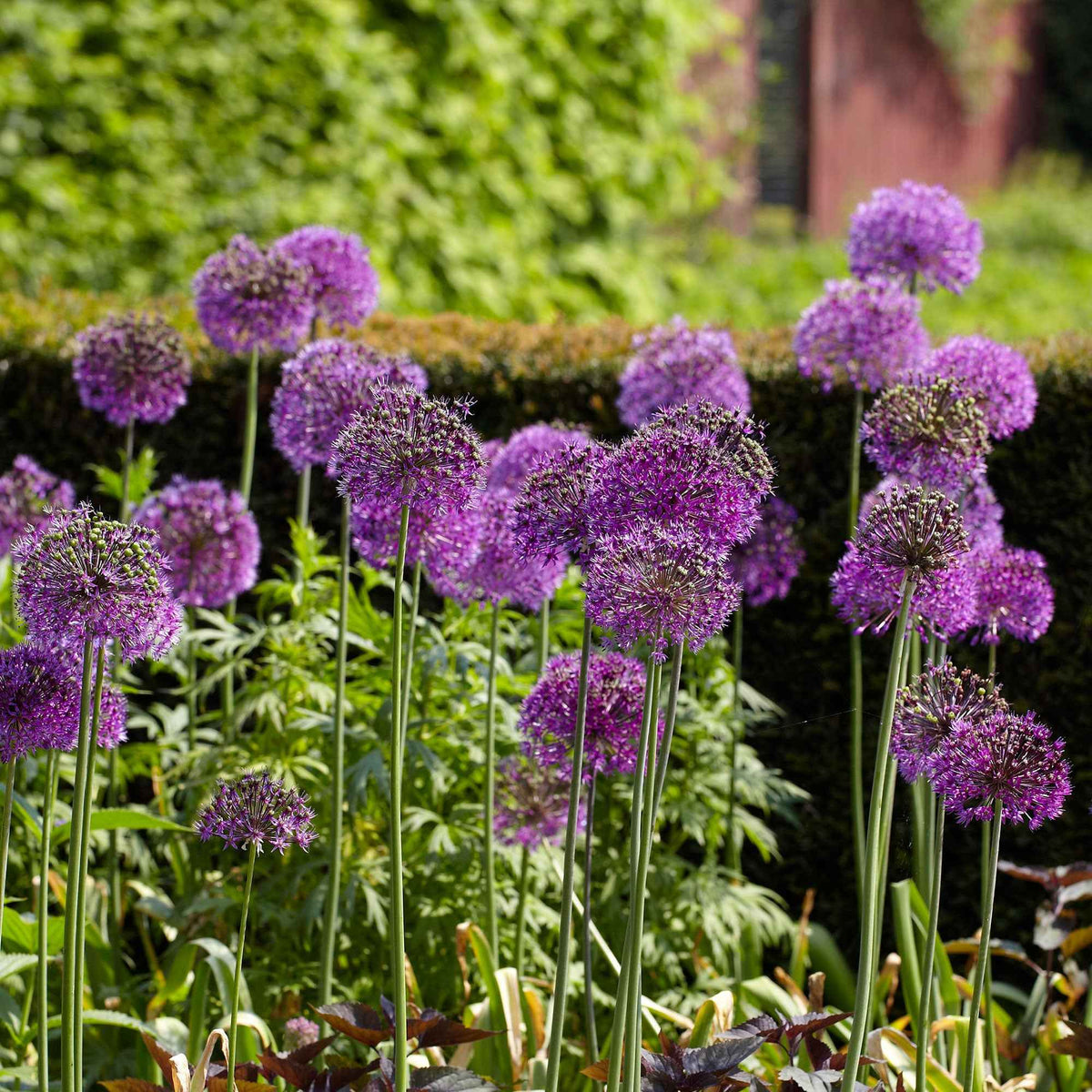 Sierui 'Purple Sensation' (x10) - Allium aflatunense Purple Sensation - Bakker