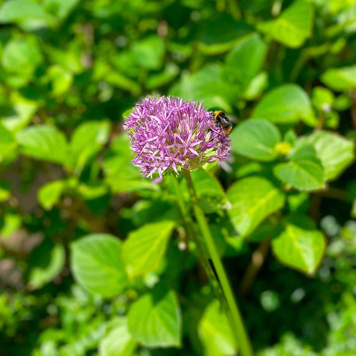 Allium aflatunense Purple Sensation - Sierui 'Purple Sensation' (x10) - Allium